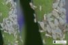 Dysaphis tulipae